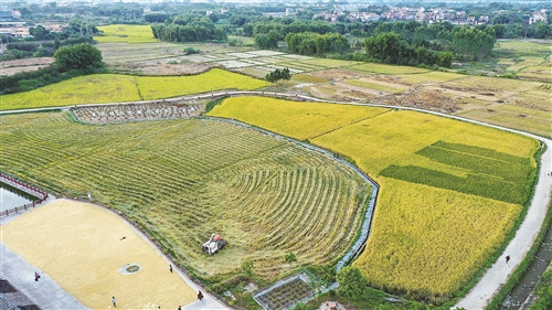 广东省社直属天润粮油集团怀集丝苗米现代农业产业园