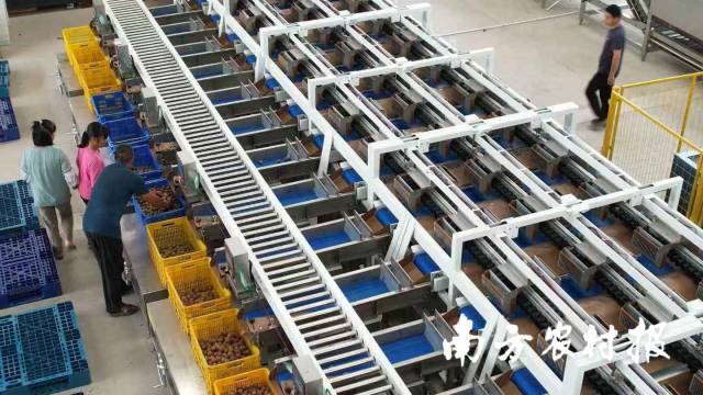 通过分选设备，三华李实现分级销售