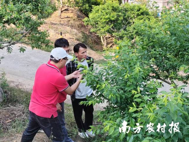 信宜社村公司农服人员在果园指导生产