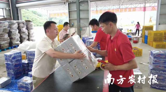 分选后的三华李装箱中